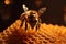 macro gold background honey nature bee yellow pollen wildlife insect closeup. Generative AI.