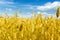 Macro Gold fields Wheat panorama with blue sky and clouds, rural countryside