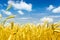 Macro Gold fields Wheat panorama with blue sky and clouds, rural countryside