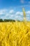 Macro Gold fields Wheat panorama with blue sky and clouds, rural countryside