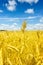 Macro Gold fields Wheat panorama with blue sky and clouds, rural countryside