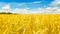 Macro Gold fields Wheat panorama with blue sky and clouds, rural countryside