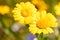 Macro of a golden marguerite