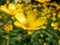 Macro of golden yellow flower of Woolly buttercup ranunculus lanuginosus with five glossy petals and many stamens in bright