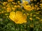 Macro of golden yellow flower of Woolly buttercup ranunculus lanuginosus with five glossy petals and many stamens in bright