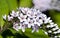 Macro of Gooseneck Loosestrife Flowers