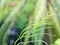 Macro of gracile fern leaves with bokeh background.