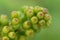 Macro grape bud background