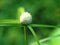 Macro grass green Kyllinga brevifolia in garden ,medicinal plants with soft selective focus and blurred background ,copy space