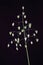 Macro of grass stalk with lantern-like seeds, black background