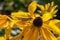 Macro of a grasshopper perched on a yellow daisy flower