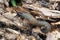 Macro of gray adult Caucasian mollusk forest s