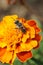 Macro gray striped Caucasian bee Hymenoptera Megachile rotundata on orange flower marigold Tagetes erecta