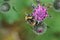 Macro gray and yellow-black Caucasian bumblebee Bombus lucorum h