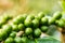 Macro of green arabica coffee berries