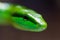 Macro green arboreal rat snake gonyosoma oxycephalum