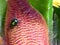 Macro Green Bottle Fly on a Starfish Flower Petal