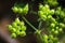 Macro of green coriander seeds growing on umbels