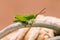 Macro, green grasshopper, beautiful pattern