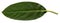 Macro green leaf