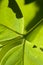 Macro green leaf background