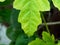 Macro of Green leaf, background of a leaf.