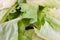Macro of green leaf lettuce