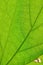 Macro green leaf - life flow