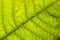 Macro of a green leaf showing its veins