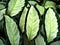 Macro green leaves foliage Calathea picturata argentea ,calatea plateada ,goeppertia tropical plants, grown as houseplants ,green