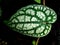 Macro green leaves foliage Piper ornatum leaf ,piperaceae ,Celebes Pepper ,Crocatum ,Ornamental features ,Species Ornate Pepper