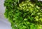 Macro green leaves of parsley, seasoning to dishes with specific flavor, texture with floral green background