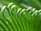 Macro green leaves of sago palm tree in spring time ,spiral leaf ,curve young growing leaves ,fern leaf ,closeup leaves