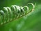 Macro green leaves of sago palm tree in spring time ,spiral leaf ,curve young growing leaves ,fern leaf ,closeup leaves