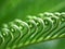 Macro green leaves of sago palm tree in spring time ,spiral leaf ,curve young growing leaves ,fern leaf ,closeup leaves