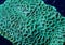 Macro of Green Maze Brain Coral