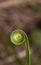 Macro Green Mutated Acacia Leaf Spiral