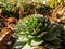 Macro of green plant houseleeks or liveforever Sempervivum sp. composed of tufted leaves in rosettes in sunlight