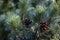 Macro of green and silvery pine Pinus parviflora Glauca needles with dark cones. All in natural sunlight