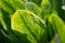 Macro green sorrel grows