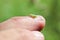 Macro of a green spittlebug nymph on a finger