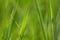 Macro green summer grass blades details, blurred