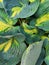 Macro green yellow leaves Hosta garden background