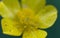 Macro of a greenfly on a yellow adonis