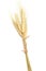 Macro Group gold Ears of wheat isolated on white background
