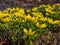 Macro of a group of the Winter aconite Eranthis hyemalis flowers in full bloom with fully open petals in early spring in