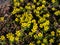 Macro of a group of the Winter aconite Eranthis hyemalis flowers in full bloom with fully open petals in early spring in