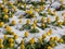 Macro of a group of the Winter aconite Eranthis hyemalis flowers surrounded and covered with snow in bright sunlight in early