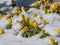 Macro of a group of the Winter aconite Eranthis hyemalis flowers surrounded and covered with snow in bright sunlight in early