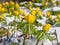 Macro of a group of the Winter aconite Eranthis hyemalis flowers surrounded and covered with snow in bright sunlight in early